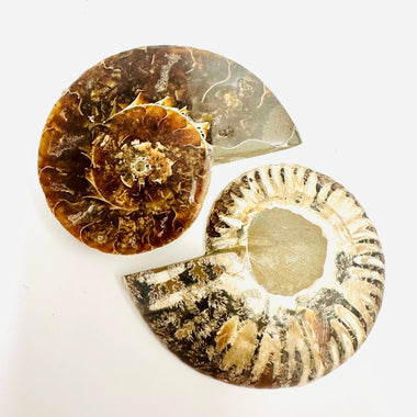 Crystal Ammonite Pair | Stability Protection Transformation 9 cm - Ai NeGifts & Crystals