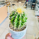Plant - Golden Barrel Cactus Echinocactus Grusonii - In Ceramic Pot (PICK UP ONLY) - Ai Ne