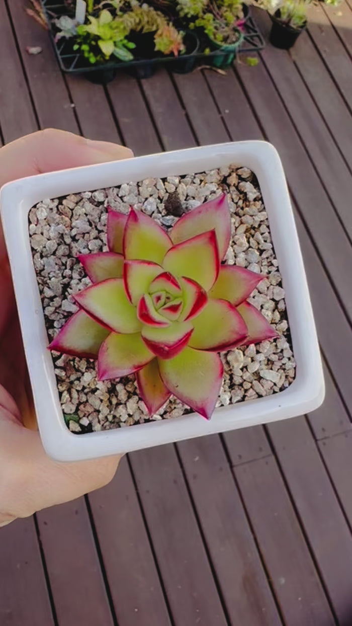 Plant - Succulent Echeveria Agavoid Ebony Hybrid in Square Ceramic Pot (PICK UP ONLY)