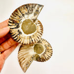 Crystal Ammonite Pair | Stability Protection Transformation 9 cm - Ai NeGifts & Crystals