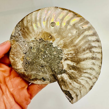 Crystal Ammonite | Stability Protection Transformation 12.5 cm - Ai NeGifts & Crystals