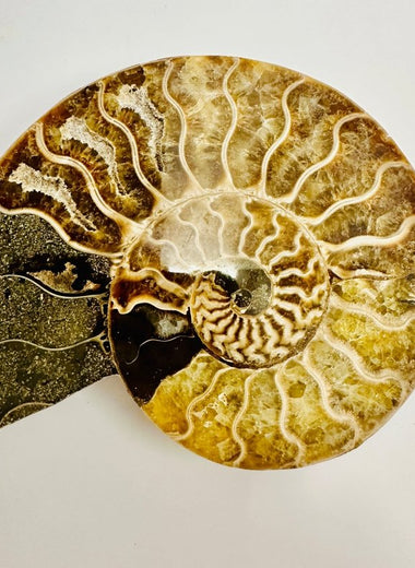Fossil