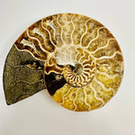 Crystal Ammonite | Stability Protection Transformation 12.5 cm - Ai NeGifts & Crystals