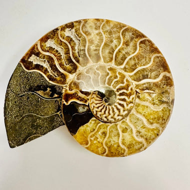 Crystal Ammonite | Stability Protection Transformation 12.5 cm - Ai NeGifts & Crystals