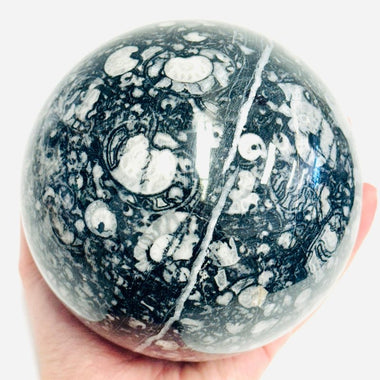 Orthoceras Sphere 2173 grams | 11.5cm - Ai Ne