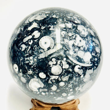 Orthoceras Sphere 2173 grams | 11.5cm - Ai Ne