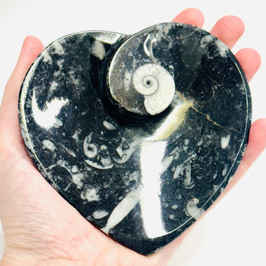 Ortoceras Goniatite Crystal Heart Bowl 232 grams | 11cm - Ai Ne