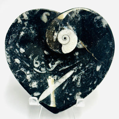 Ortoceras Goniatite Crystal Heart Bowl 232 grams | 11cm - Ai Ne