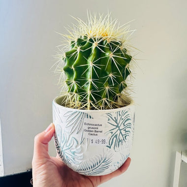 Plant - Golden Barrel Cactus Echinocactus Grusonii - In Ceramic Pot (PICK UP ONLY) - Ai Ne