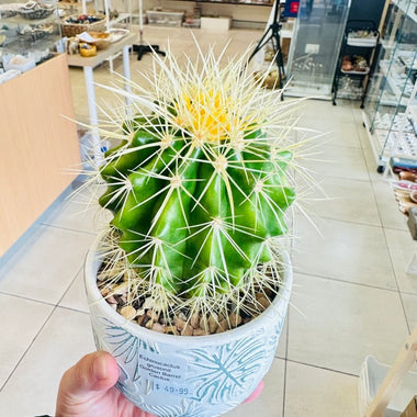 Plant - Golden Barrel Cactus Echinocactus Grusonii - In Ceramic Pot (PICK UP ONLY) - Ai Ne