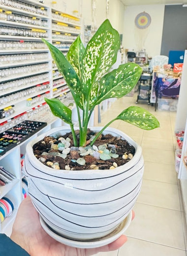 Plant