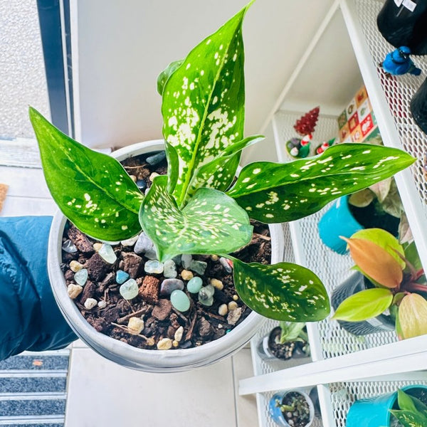 aglaonema thai snowflake Plant - Indoor Aglaonema Thai Snowflake - In Ceramic Pot with Saucer (PICK  UP ONLY)