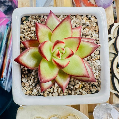 Plant - Succulent Echeveria Agavoid Ebony Hybrid in Square Ceramic Pot (PICK UP ONLY) - Ai Ne